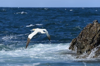 France, Côtes-d'Armor (22), Perros-Guirec, archipel et réserve ornithologique de Sept-Iles, Ile Rouzic, colonie de fous de Bassan (Morus bassanus)