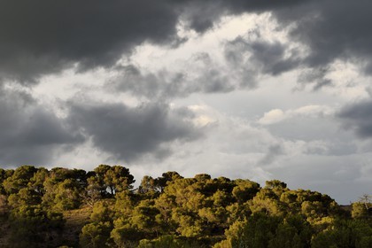 France, Bouches du Rhone, Aix en Provence region, towards the Tholonet, pine forest at the foot of the Sainte Victoire mountain, Cezanne road