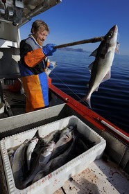 Norway, Nordland County, Lofoten Islands, professional angling