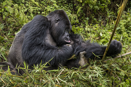 Rwanda, Province du Nord, Parc National des Volcans dans la chaine des Monts Virunga, mont Karisimbi, gorille des montagnes (Gorilla beringei beringei) du groupe Susa, male appelé dos argenté (silverback)