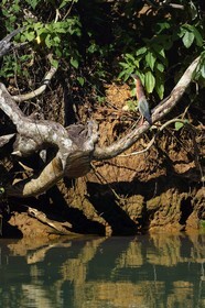 Caraïbes, Ile de la Dominique, Portsmouth, les rives de l'Indian River, Héron vert (Butorides virescens)