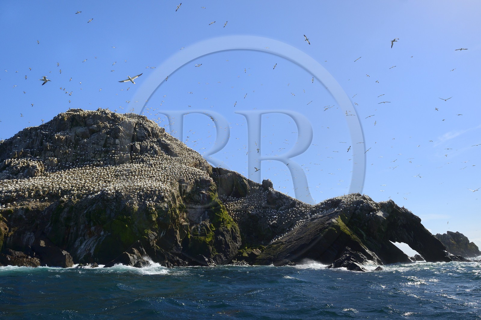 France, Côtes-d'Armor (22), Perros-Guirec, archipel et réserve ornithologique de Sept-Iles, Ile Rouzic, colonie de fous de Bassan (Morus bassanus), unique point de nidification en France pour plus de 20000 couples