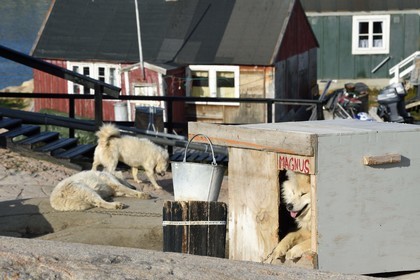 Groenland, cote ouest, baie de Disko, Ilulissat, chiens de traineau