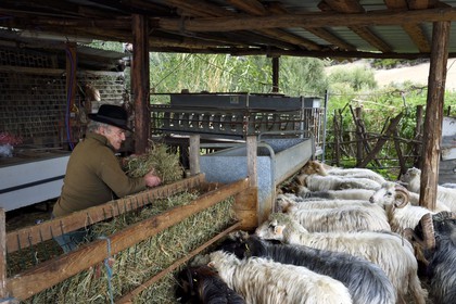 France, Corse-du-Sud (2A), Cargèse, le berger François Defranchi producteur de fromages de brebis