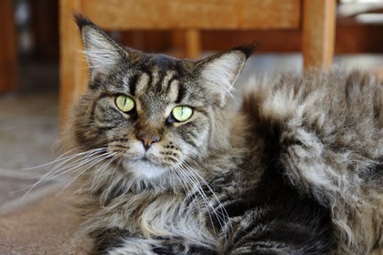 France, Ile de la Reunion, chat Main coon