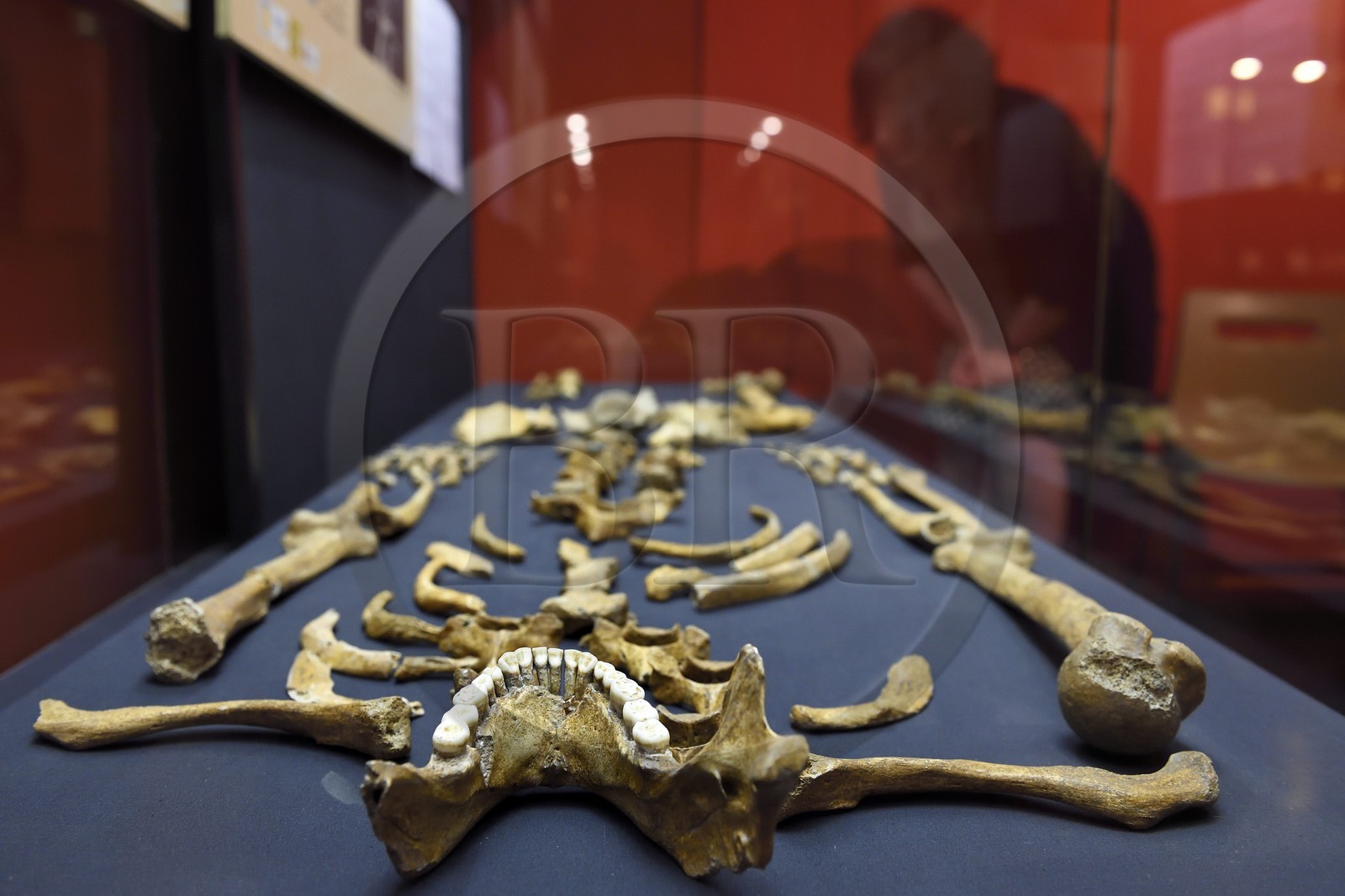 France, Dordogne (24), Périgord Blanc, Périgueux, musée d'art et d'archéologie du Périgord (MAAP), section de Préhistoire, squelette de l'Homme de Regourdou (85000 ans BP)