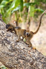 France, Ile de Mayotte, Grande-Terre, Kani-Keli, le Jardin Maoré à la plage de N’Gouja, Lémur fauve (Eulemur fulvus mayottensis) appelé aussi maki