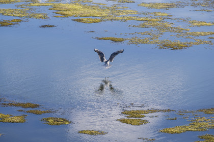 France, Vendee, Noirmoutier island, Barbatre, black-headed gull (Chroicocephalus ridibundus)