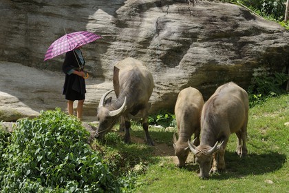 Vietnam, Lao Cai province, Sapa district, woman from the Black Hmong minority group taking care of her buffaloes