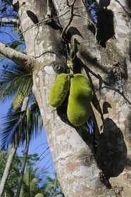 Tanzania, Morogoro district, Uluguru mountains, Jackfruit tree with fruit