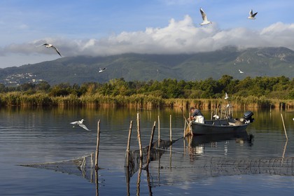 France, Haute Corse, the pond of Biguglia (Stagnu di Chiurlinu), nature reserve of Corsica (RNC), fisherman raising the nets set on alder stakes
