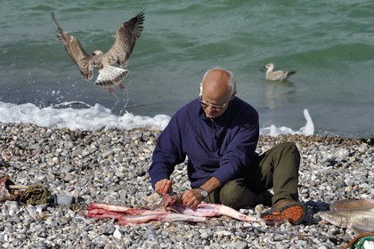 France, Seine-Maritime (76), Côte d'Albâtre, Pays de Caux, Yport, port d'echouage sur la plage, le pecheur Alain Moulin vidant un requin-hâ (Galeorhinus galeus)