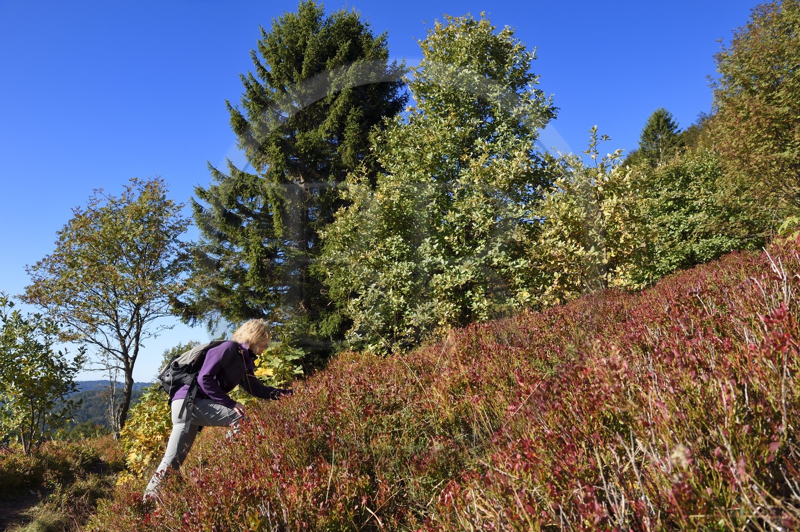 France, Haut Rhin, Ballons des Vosges Regional Natural Park, Rimbach pres Masevaux, hiker on the GR5 hiking trail to the Chaume de Haute Bers (extensive altitude grazing), blueberry field