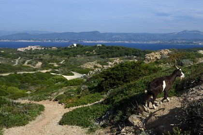 France, Var, Ile des Embiez, goat