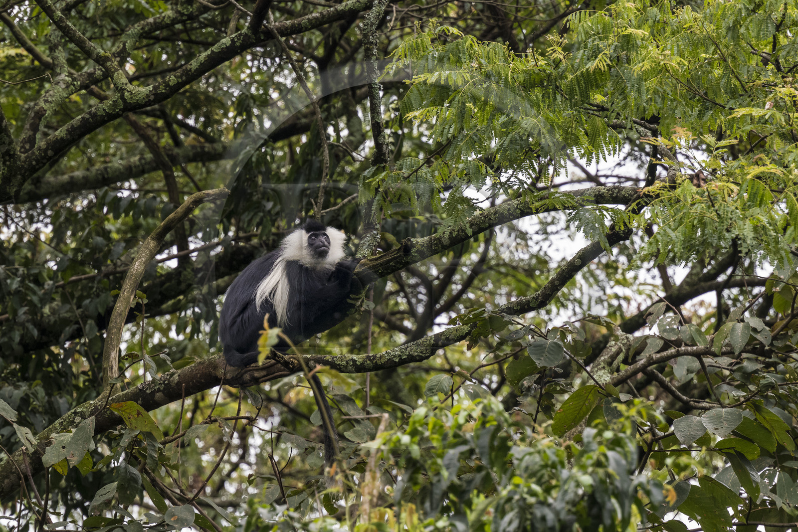 Rwanda, Province de l’Ouest, Gisakura, Parc national de Nyungwe, Colobe de Ruwenzori (Colobus angolensis ruwenzorii) pendant un safari à pied dans la forêt tropicale humide naturelle