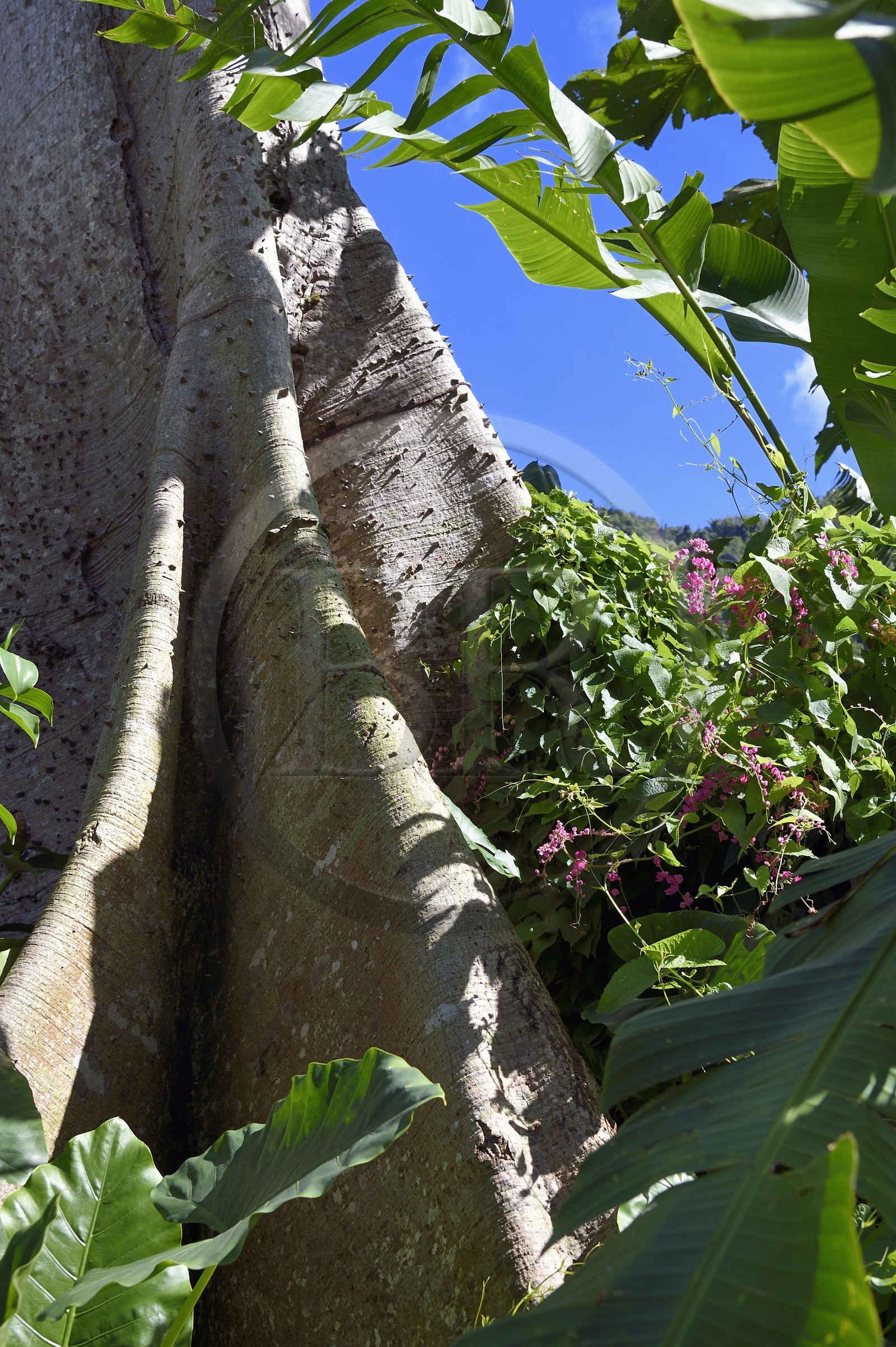 Caraïbes, Ile de la Dominique, Soufrière, dans les montagnes du sud de l'île le long du Segment 1 du Waitukubuli National Trail entre Scotts Head Village et Soufriere Estate, tronc épineux de l'arbre Hura crepitans
