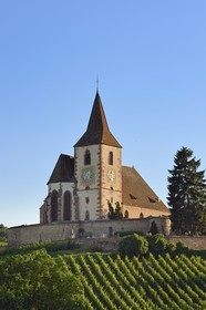 France, Haut Rhin, the Alsace Wine Route, Hunawihr, labelized the Most Beautiful Villages of France, the 14th century fortified church Saint Jacques le Majeur surrounded by vineyards
