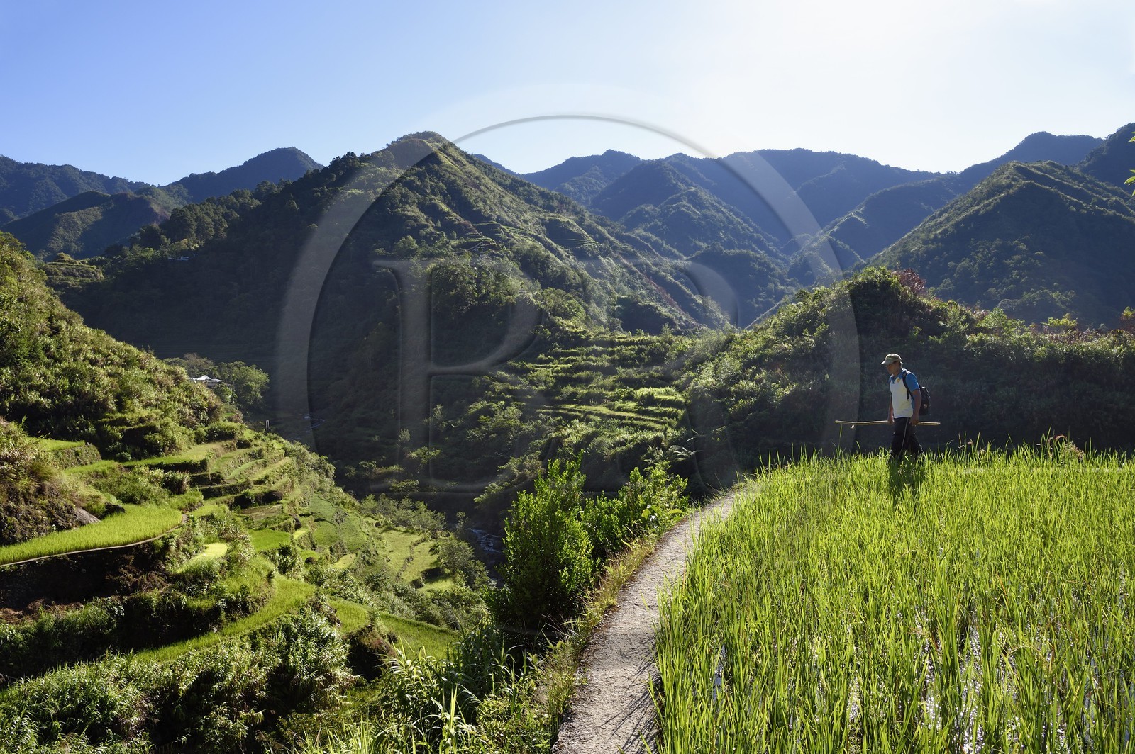 Philippines, province d'Ifugao, les rizières en terrasses de Banaue autour du village de Cambulo, classées Patrimoine Mondial de l'UNESCO