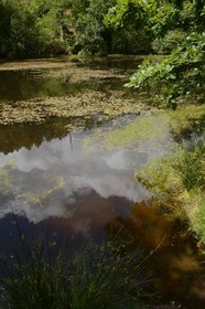 France, Morbihan, forest of Broceliande, Trehorenteuc, the Mare aux Fees (the Fairy Pond) of the Val sans Retour (Valley of No Return) is an enchanted land in which the powerful sorceress Morgan imprisoned her strumpet lovers