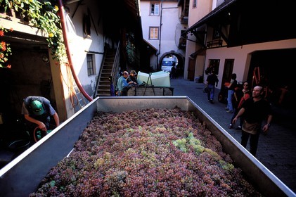 France, Haut-Rhin (68), Eguisheim, labellisé Les Plus Beaux Villages de France, vendanges, arrivée du raisin chez le vigneron