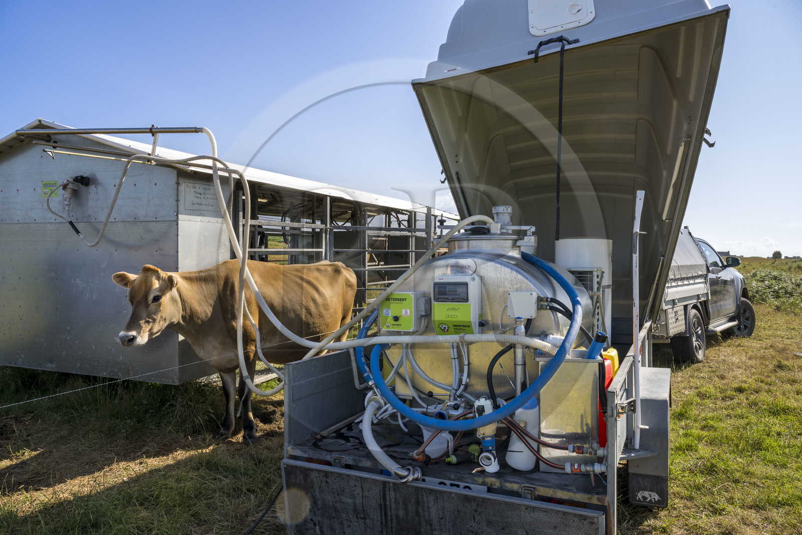 France, Finistère (29), Mer d'Iroise, Ile d'Ouessant, Thomas et Marie Richaud éleveurs de la ferme Les vaches aux 4 vents, traite en paturage mobile