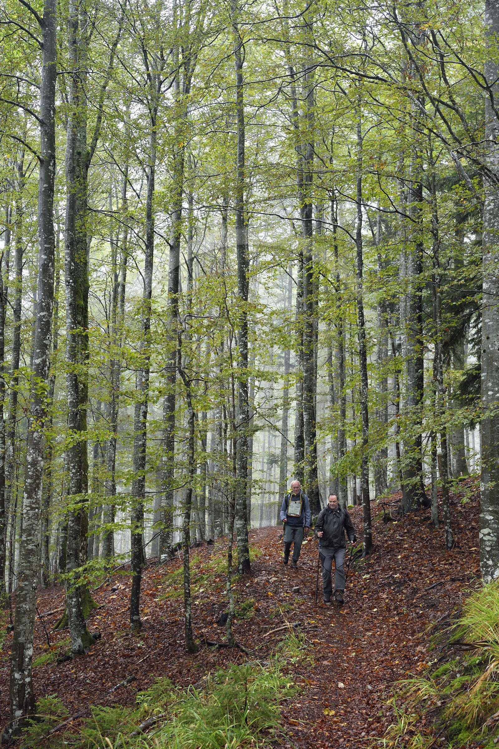France, Vosges (88), Parc naturel régional des ballons des Vosges, Saint-Maurice-sur-Moselle, randonneurs traversant une foret de hêtres