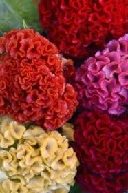 France, Alpes-Maritimes (06), Nice, vieille ville, marché du cours Saleya, marché aux fleurs, crète de coq, Celosia Spicata