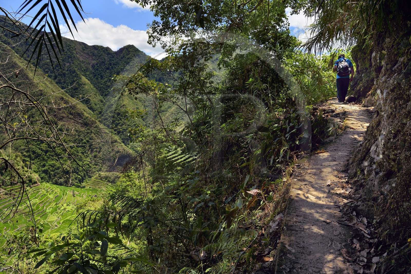 Philippines, province d'Ifugao, randonnée dans les rizières en terrasses de Banaue autour du village de Batad, classées Patrimoine Mondial de l'UNESCO