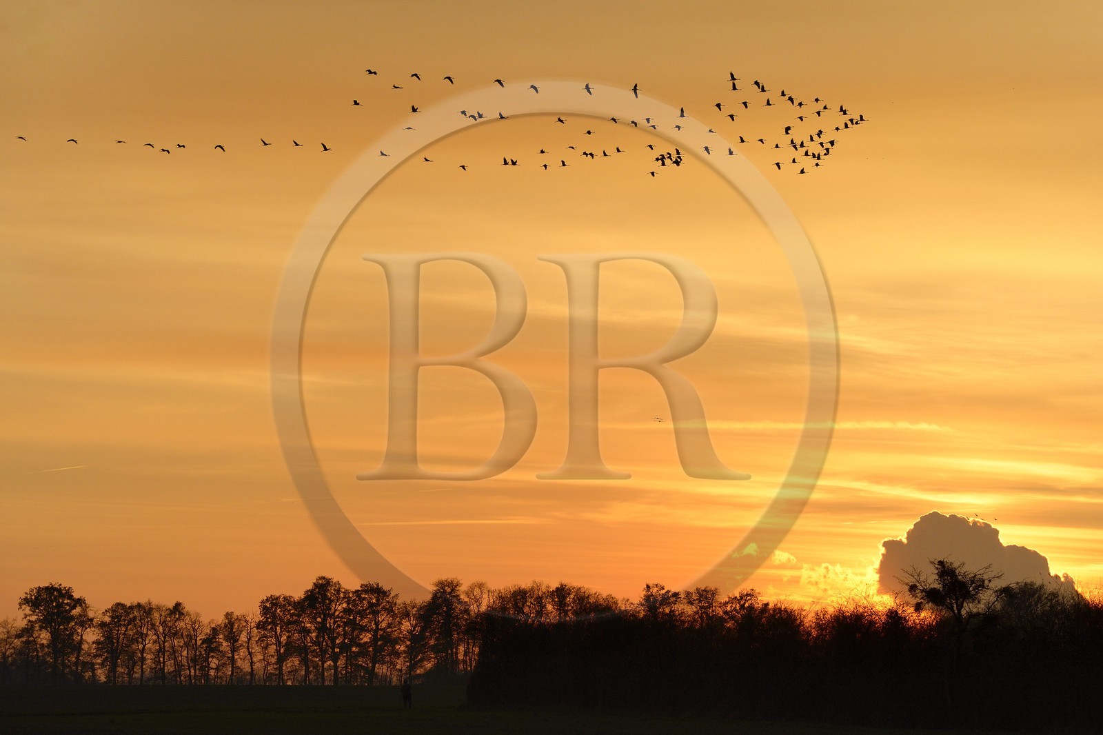 France, Indre (36), le Berry, parc naturel régional de la Brenne, Rosnay, étang de la Mer Rouge, grue cendrée (grus grus), vol au coucher de soleil