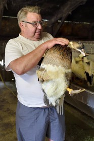 France, Dordogne (24), Périgord Noir, Saint-Rabier, Bernard Gaillard propriétaire de la Ferme-auberge du Grand Coderc et un de ses canards mulard