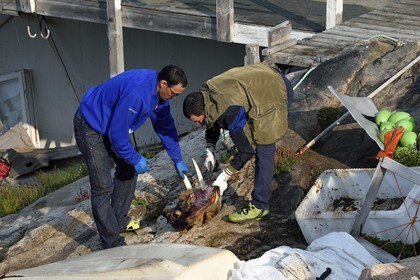 Groenland, cote ouest, baie de Baffin, Upernavik, chasseurs dépecant une tête de morse