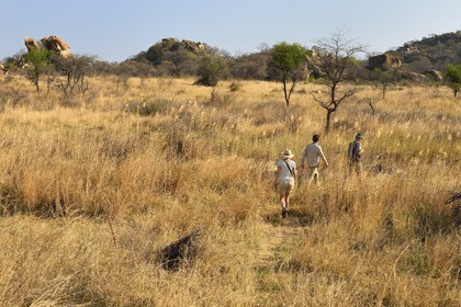Zimbabwe, Matabeleland South Province, Matobo or Matopos Hills National Park, listed as World Heritage by UNESCO, walking safari in search of White Rhinoceros (Ceratotherium simum)