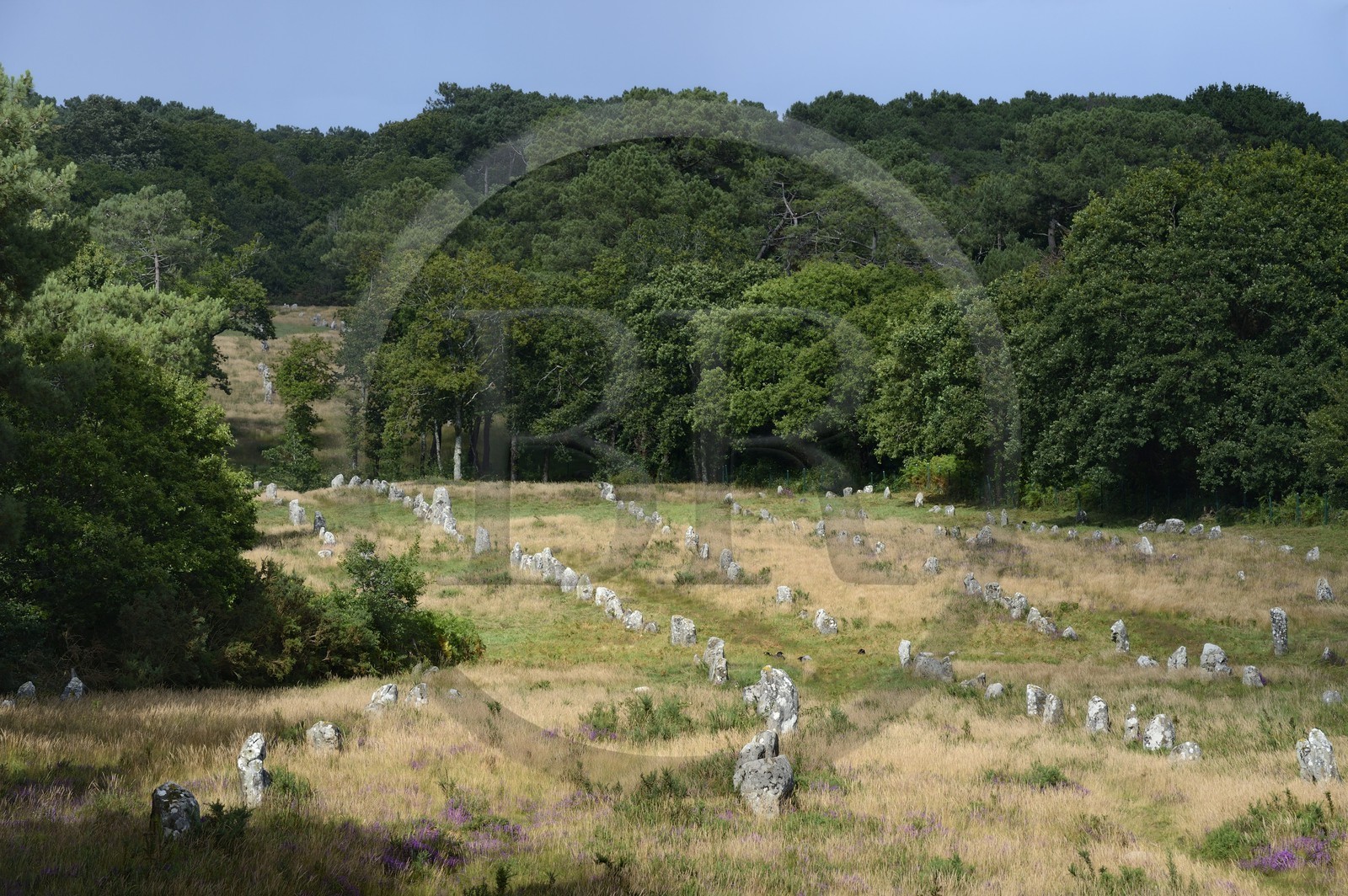 France, Morbihan (56), Carnac, alignement mégalithique de Kermario