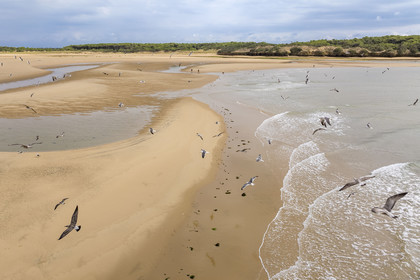 France, Vendée (85), Talmont Saint Hilaire, la Pointe du Payré, walkers and seagulls on the Veillon beach and estuary of the Payré river (aerial view)
