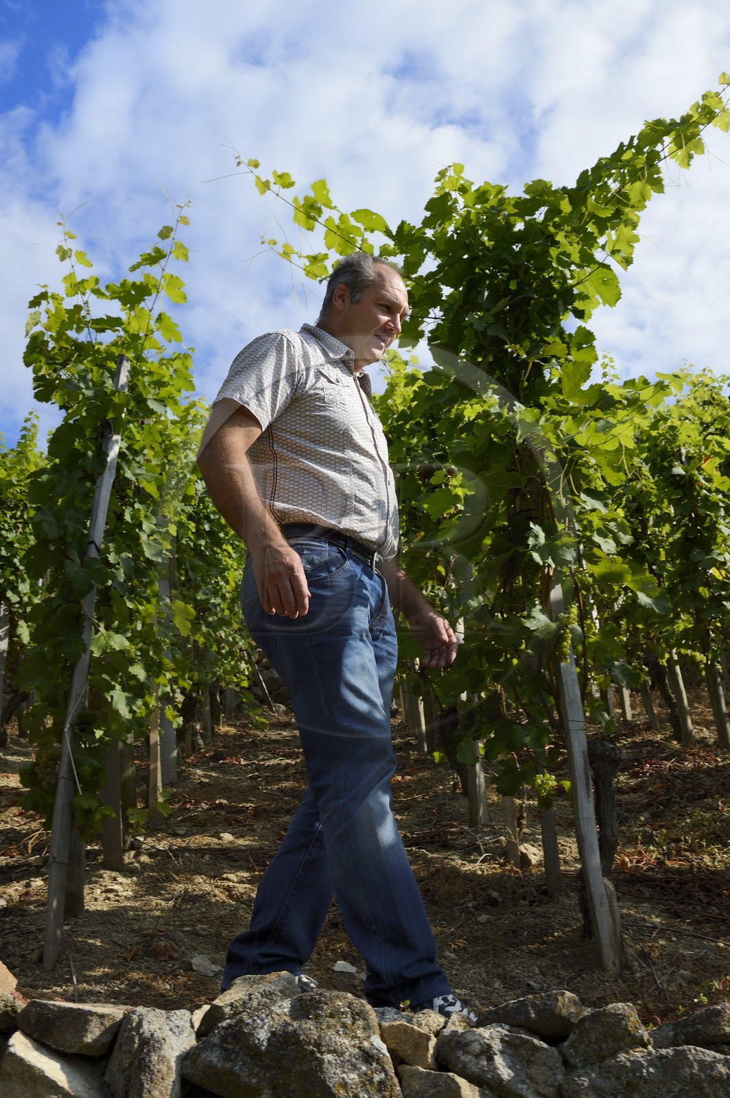 France, Loire (42), Chavanay, le domaine Christophe Pichon à Verlieu - Le-Grand-Val, vin de Condrieu