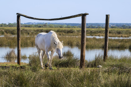 France, Gard, Aigues-Mortes, Saint-Laurent-d'Aigouze, camargue horse in the Petite Camargue
