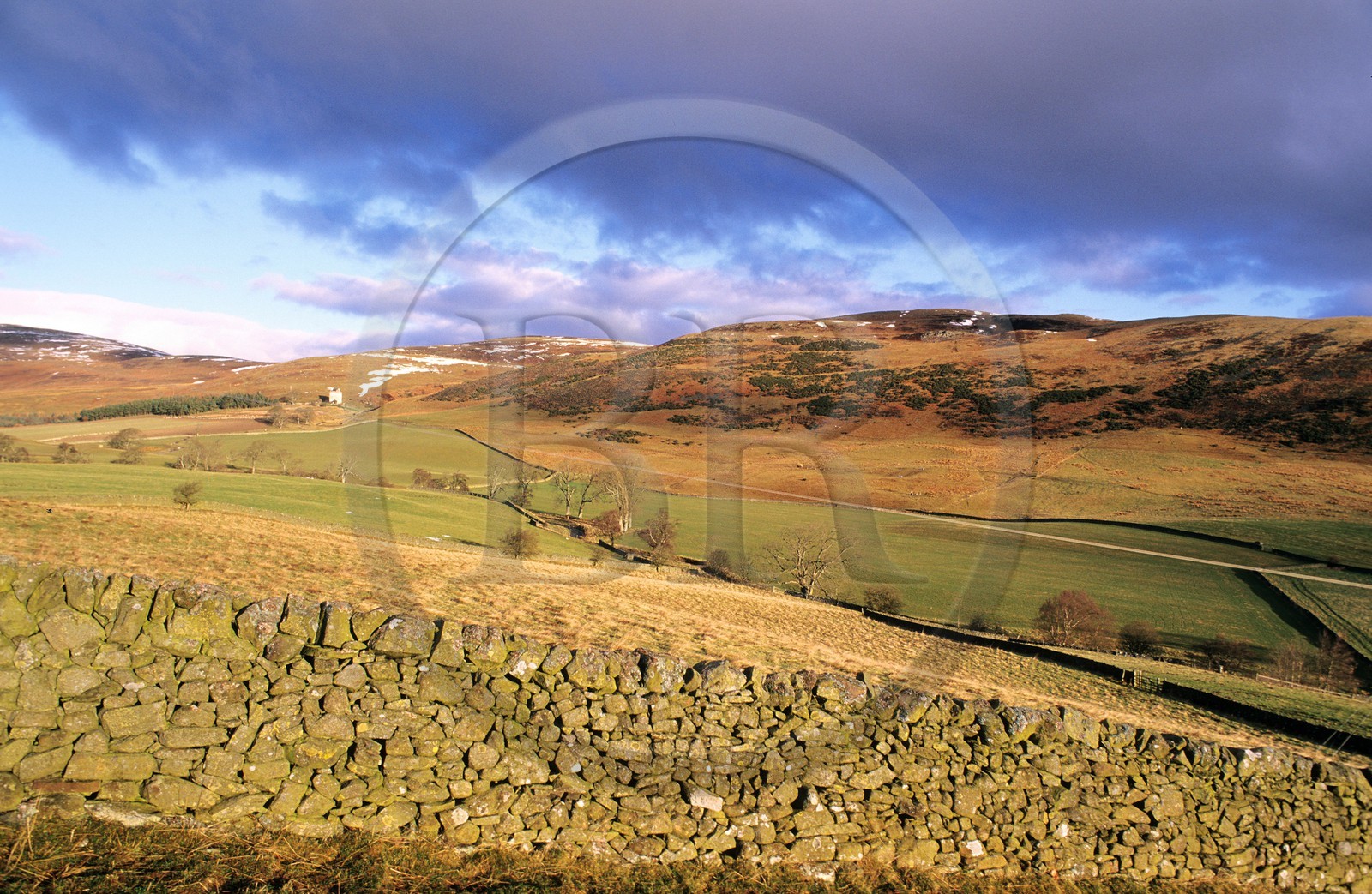 Royaume-Uni, Ecosse, région des Borders, mur de pierres sèches dans les collines