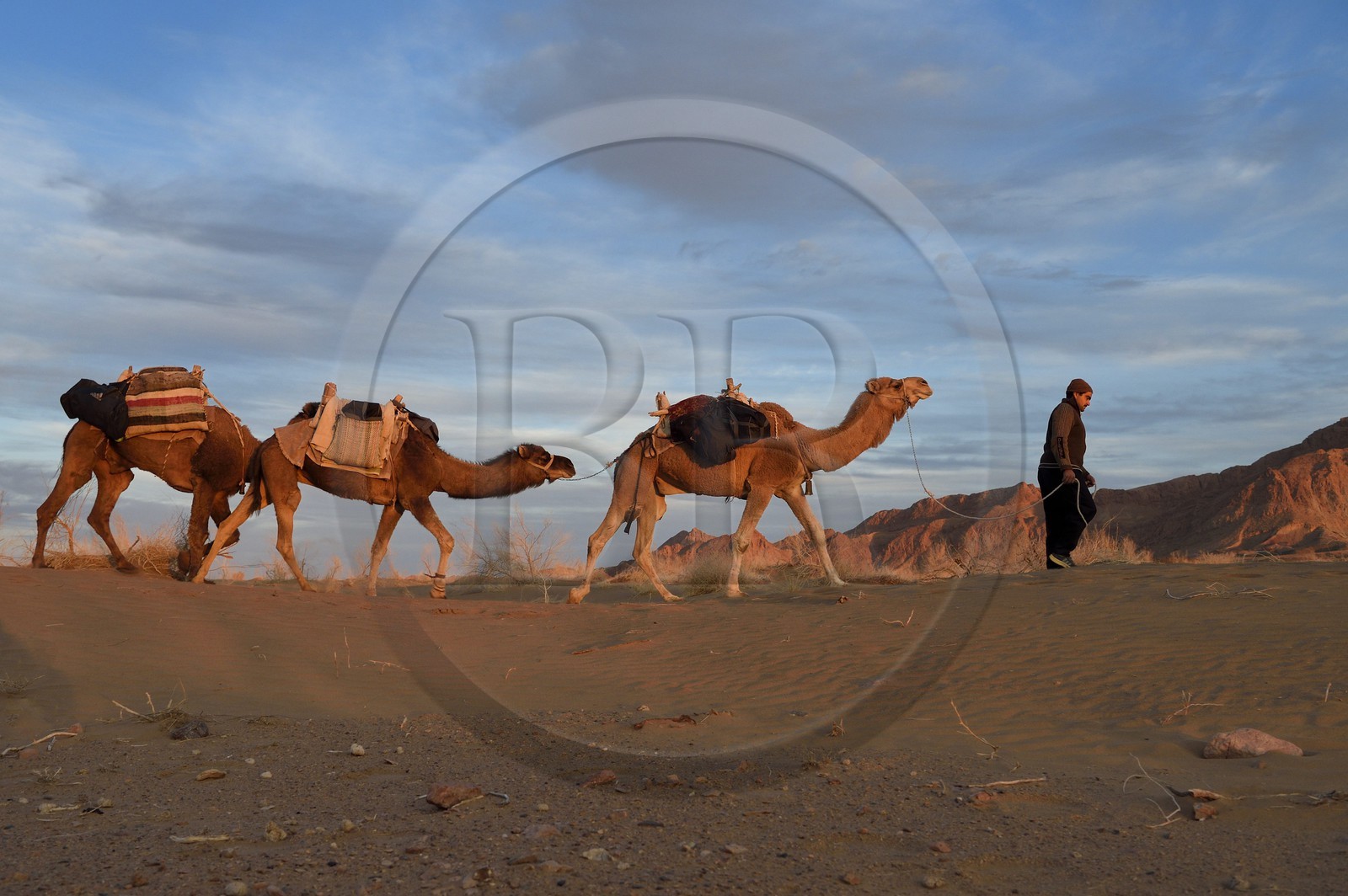 Iran, Province d'Ispahan, désert du Dasht-e Kavir, Mesr dans la région de Khur et Biabanak, caravane de dromadaires au coucher de soleil