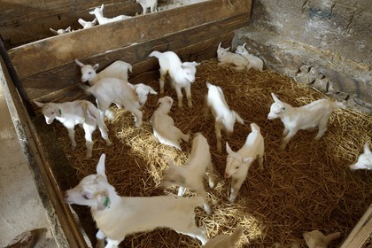 France, Loire, Parc Naturel Regional du Pilat (Natural Regional Park of Pilat), Pelussin, production by the GAEC de la Cabriole from Rigotte de Condrieu AOC goat cheese, young goats from 2 to 3 days