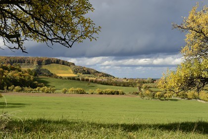 France, Meuse (55), Parc régional de Lorraine, Cotes de Meuse, Hattonchâtel, mirabelliers