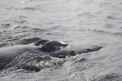 Canada, province de Québec, région de Manicouagan, Tadoussac, baleine à bosse dans le golf du Saint-Laurent