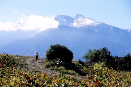 France, Pyrenees Orientales, vineyard in Riberal and the mount Canigou