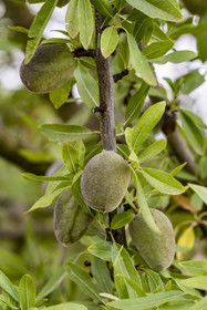 France, Vaucluse, Venasque, cultivation of penta almonds by the nougat farmers Frères Silvain in the almond fields