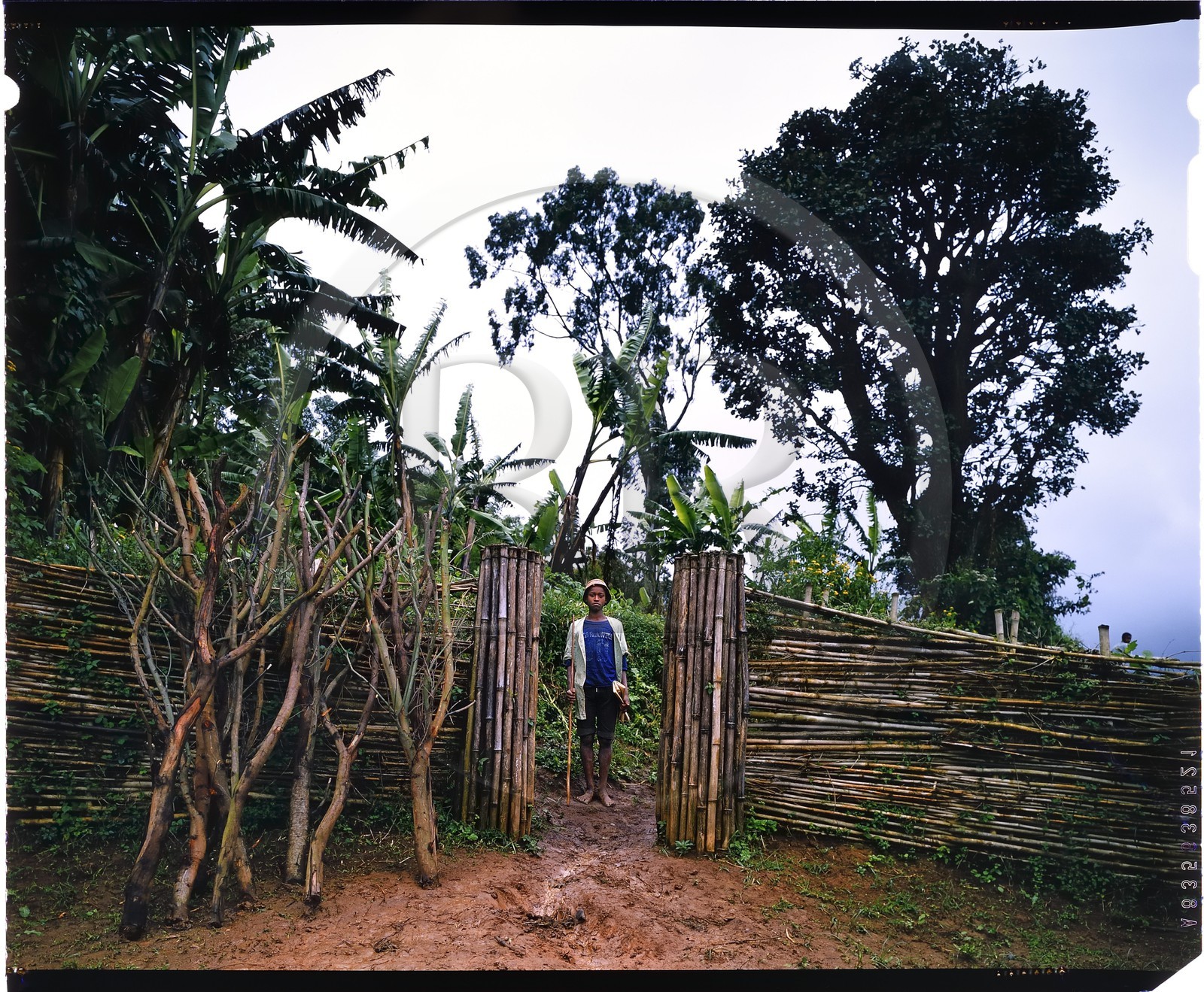 Burundi, province de Bujumbura, région d'Ijenda, jeune garçon Tutsi dans l'enceinte principale du rugo (ferme traditionnelle), intérieur de l'enclos à bétail, l'entrée principale peut être obstruée rapidement grâce aux branchages placés à coté de la porte (reproduction plan-film inversible 4x5)
