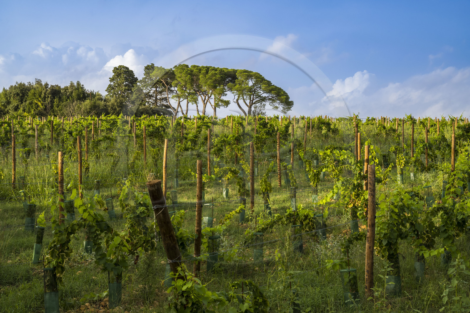 France, Hérault (34), Castelnau-le-Lez, Chateau ou Domaine de Verchant, hotel particulier du XVIème et XVIIème siècle appelée folie montpelliéraine, le vignoble