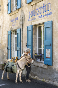 France, Lozere, Langogne, hiking with a donkey on the Stevenson trail (GR 70) in front of the Modest'inn bed and breakfast