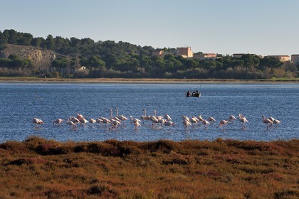 France, Aude, Narbonne, Corbieres, Gruissan, Flamingos (Phoenicopterus roseus)