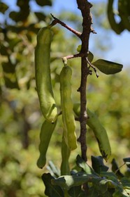 Greece, Crete, Agios Nikolaos region, Elounda, Carob tree (Ceratonia siliqua)