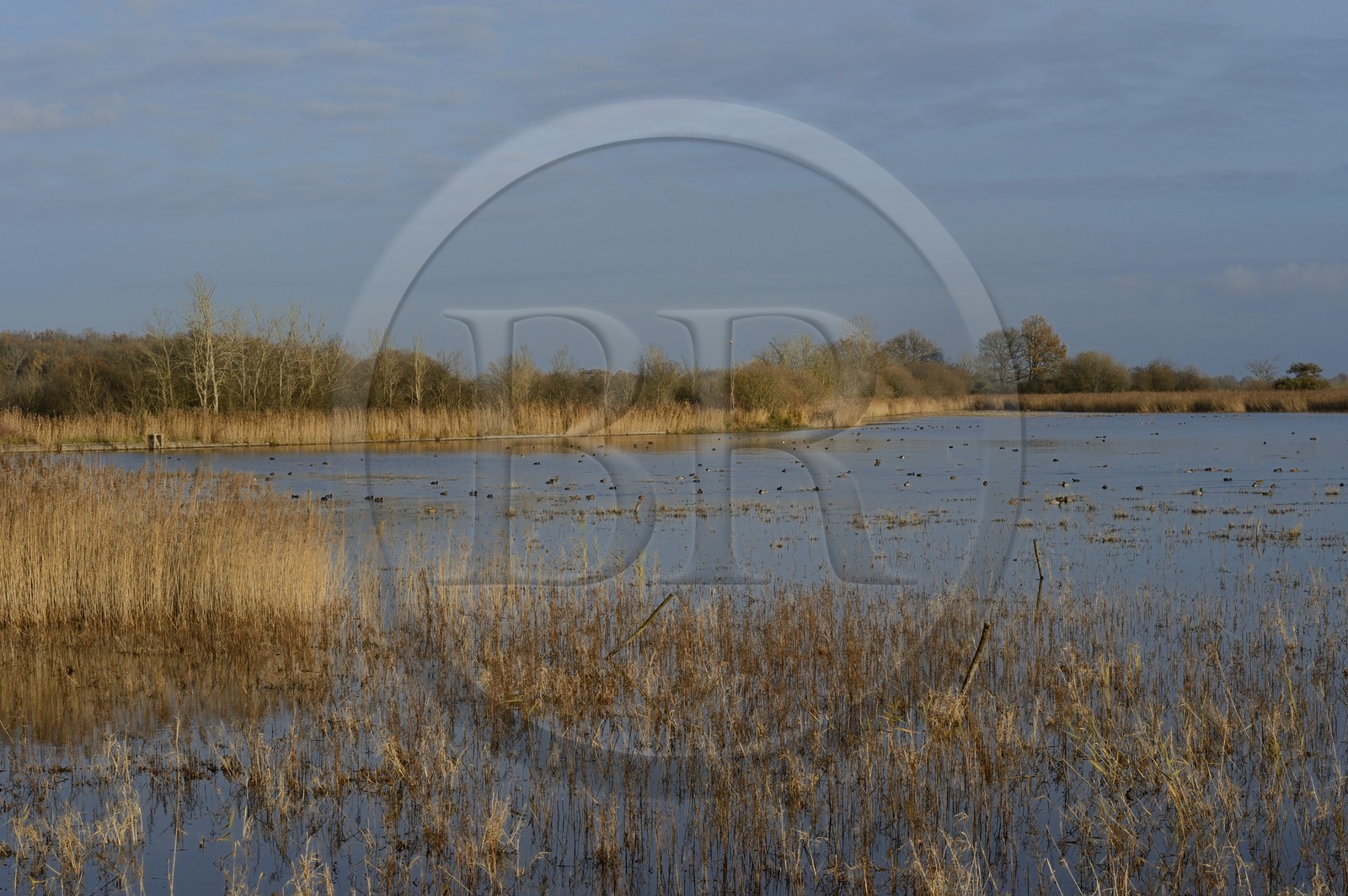 France, Indre (36), le Berry, parc naturel régional de la Brenne, étang de La Touche, canards