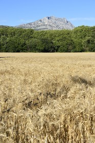 France, Bouches du Rhone, Aix en Provence region, towards the Tholonet, barley field in front of the Sainte Victoire mountain, Cezanne road